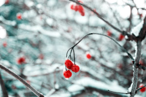 Make the Most Out of Your Garden this Winter