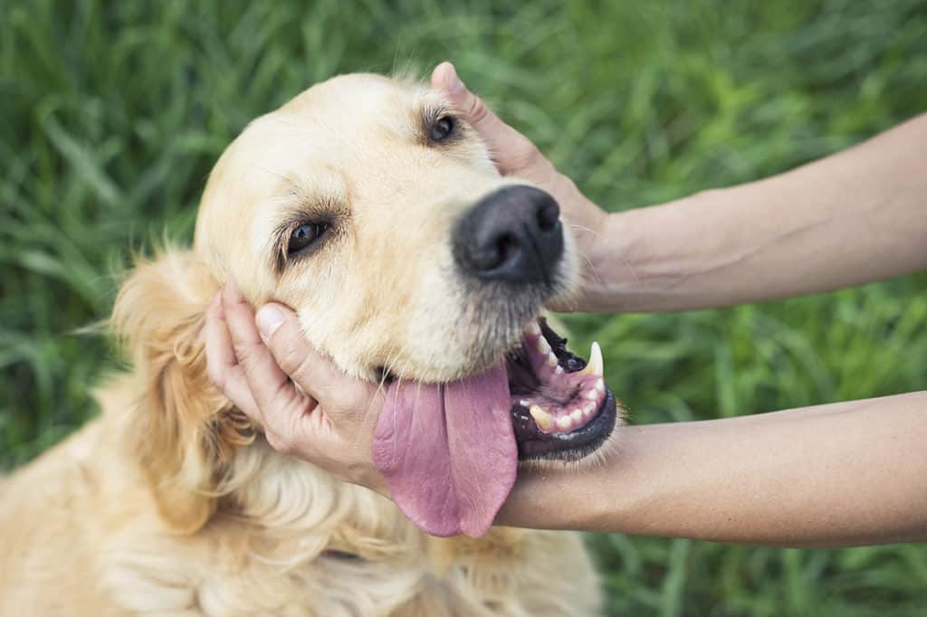 How To Stay Calm When Your Dog Gets Injured