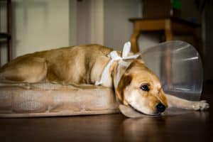 How To Stay Calm When Your Dog Gets Injured