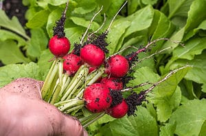 Growing your own vegetables