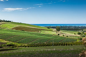 Wineries to Visit in Sicily