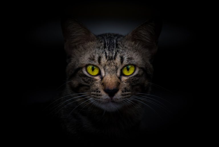 Can Cats See in the Dark? Cat Night Vision Facts Crave Magazine