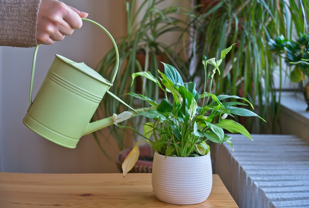 health benefits of houseplants